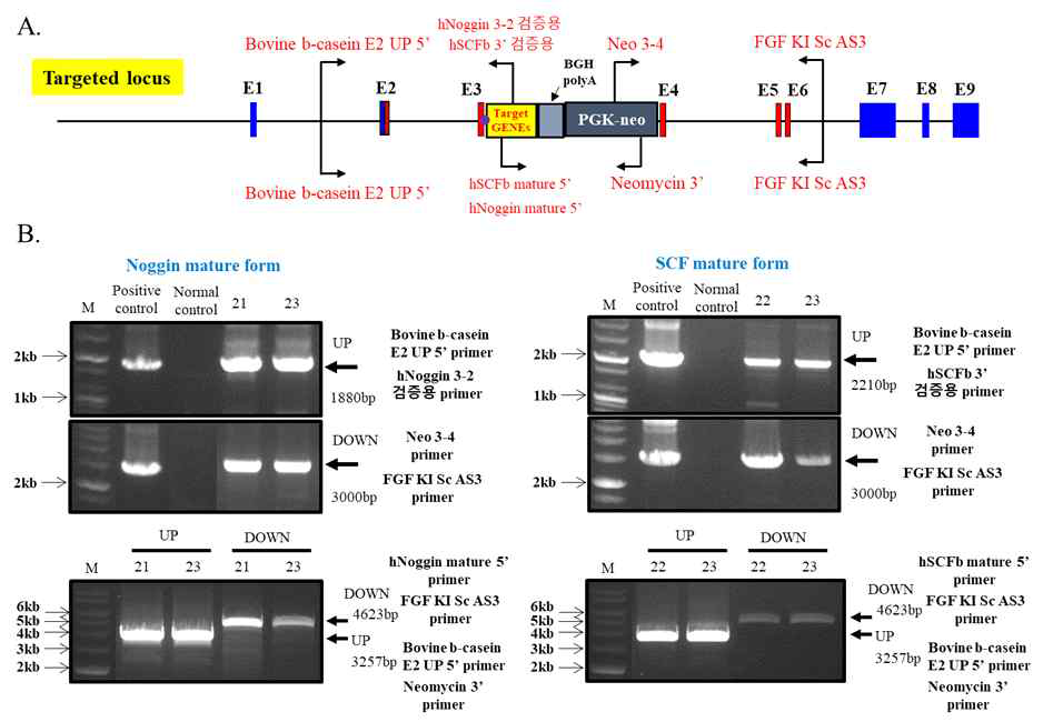 bovine β casein 유전자 좌에 유용단백질 유전자의 knock-in 검증. (A) Strategy of construction of β-casein SP-SCF / Noggin knock-in vector for CRISPR/Cas9. (B) PCR 기법을 통한 유용단백질 유전자의 knock-in 검증
