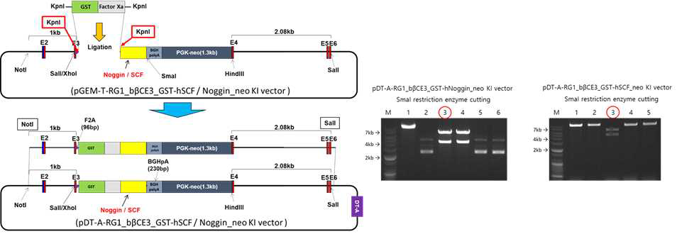β-casein SP-GST-SCF/Noggin-PGKp-Neo dual expression cassette의 Bovine β casein 유전자 좌의 exon III 내 knock in을 위한 donor 벡터 구축 및 검증
