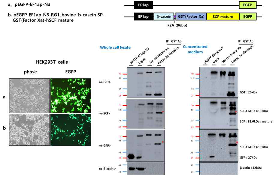 bovine β casein signal peptide (SP)에 효율적인 분리·정제를 위한 GST tagging된 bovine β casein SP-GST-Noggin-EGFP fusion protein 발현 벡터 구축 및 분비능 검증