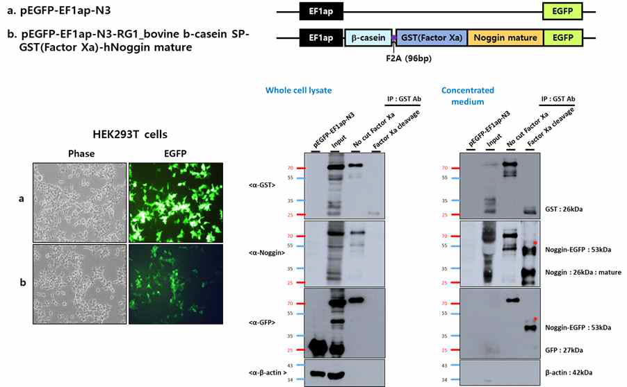 bovine β casein signal peptide (SP)에 효율적인 분리·정제를 위한 GST tagging된 bovine β casein SP-GST-SCF-EGFP fusion protein 발현 벡터 구축 및 분비능 검증