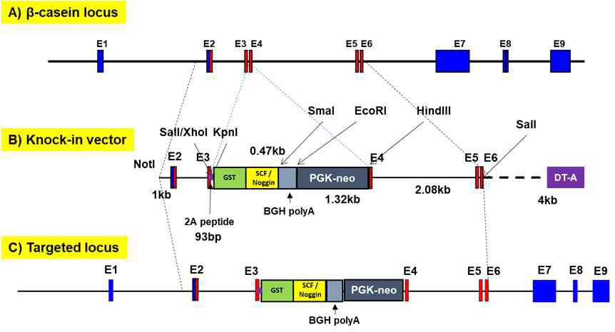 CRISPR/Cas9 시스템를 이용한 bovine β casein SP-GST-hNoggin / hSCF의 bovine β casein 유전자 좌내 knock-in 전략