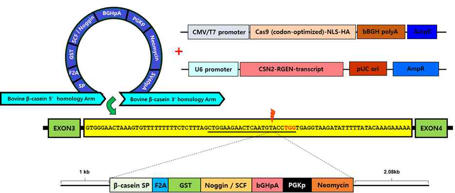 CRISPR/Cas9 시스템을 이용한 bovine β casein SP-GST-Noggin / SCF expression cassette knock-in