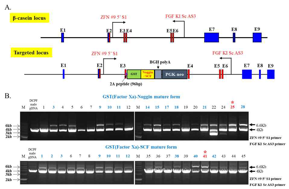 bovine β casein 유전자 좌에 유용단백질 유전자의 knock-in 검증. (A) normal male SCF / Noggin transfection cell gDNA Targeted / Non-targeted PCR. (B) PCR 기법을 통한 유용 단백질 유전자의 knock-in 검증