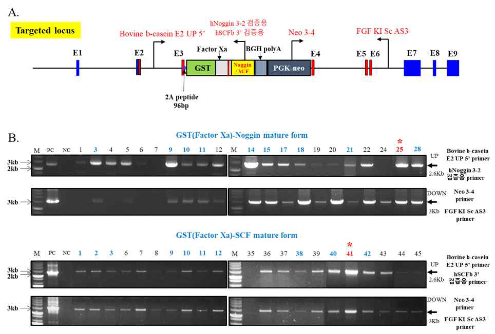 bovine β casein 유전자 좌에 유용단백질 유전자의 knock-in 검증. (A) Strategy of construction of β-casein SP-GST-SCF / Noggin knock-in vector for CRISPR/Cas9. (B) PCR 기법을 통한 유용단백질 유전자의 knock-in 검증