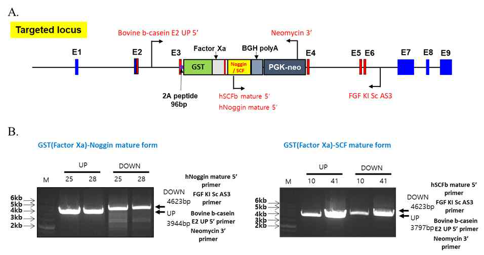 bovine β casein 유전자 좌에 유용단백질 유전자의 knock-in 검증. (A) Strategy of construction of β-casein SP-GST-SCF / Noggin knock-in vector for CRISPR/Cas9. (B) PCR 기법을 통한 유용단백질 유전자의 knock-in 검증