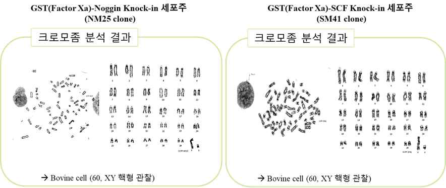 pDT-A-RG1_bβCE3-GST-hNoggin / hSCF mature neo KI donor vector의 knock-in된 형질전환 세포주 clone chromosome 분석