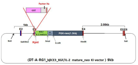 DT-A-RG1 bβCE3-mature IL-2-neo KI vector에 GST-FactorXa 클로닝