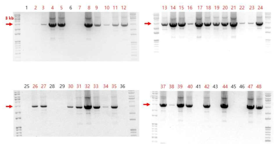 IL-2가 knock-in된 세포의 PCR product 분석