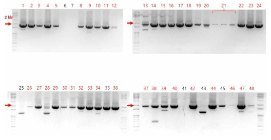 IL-2가 knock-in된 세포의 5‘-arm을 포함하는 PCR product분석