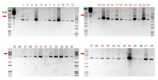 IL-2가 knock-in된 세포의 5‘-arm에서 3‘-arm를 포함하는 PCR product 분석
