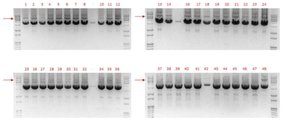 KGF가 knock-in된 세포의 5‘-arm에서 3‘-arm를 포함하는 PCR product 분석