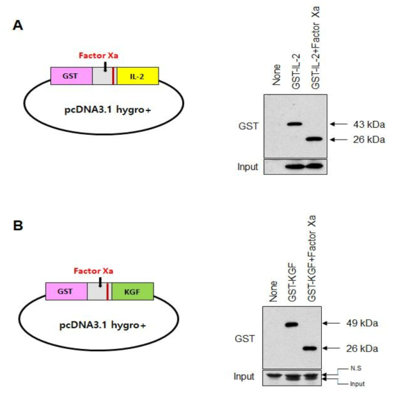 발현된 GST-tagged-mature IL-2 및 KGF에 대한 Factor Xa작용 분석