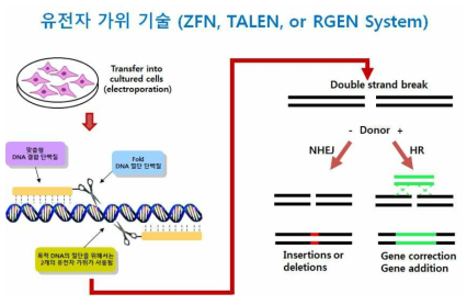 Potential genomic manipulations using ZFN, TALEN, or GGEN System (modified from Nature Biotechnology 29, 681-684, 2011)