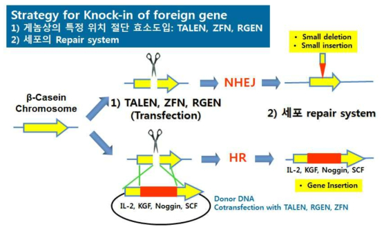 TALEN-, ZFN- 또는 RGEN-mediated Targeted Genome Editing 원리