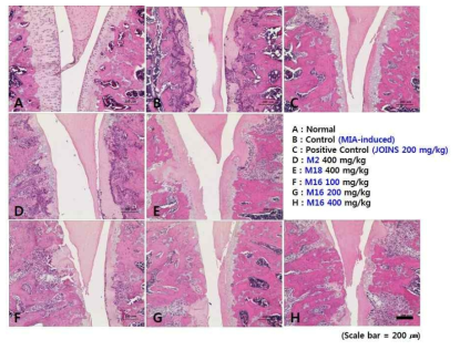 Histopathological lesions of Knee cartilages separated from MIA-induced OA rats (n=8/Group)
