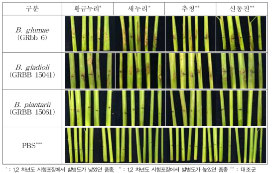세균벼알마름병원균별 분얼기 주사 접종 후 병원성 주요 결과, 2017, 온실
