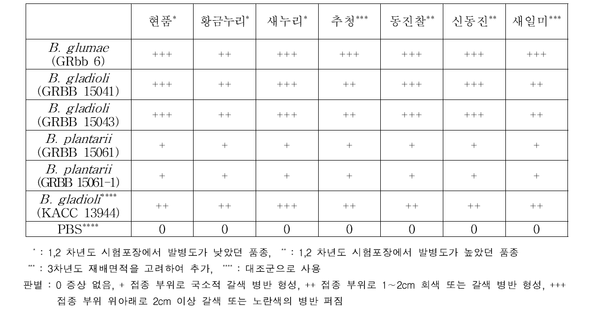 세균벼알마름병원균별 분얼기 주사 접종 후 병원성 결과, 2017, 온실