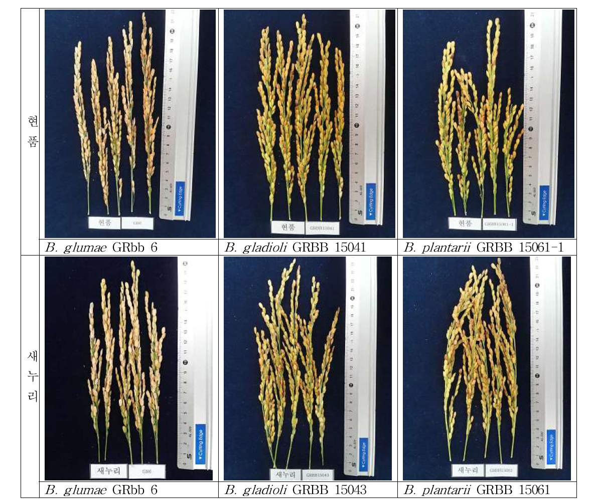 세균벼알마름병원균 3종과 벼 품종간 발병도 차이, 2017, 식량원 온실
