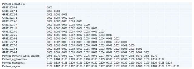 Pantoea ananatis로 동정된 지역분리 14개와 표준균주의 유전자간 간 쌍거리 비교