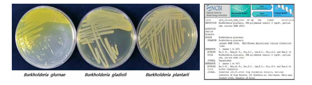 기탁 균주 Burkholderia spp., 및 유전자 정보 등록