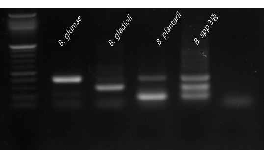 Burkholderia spp. 3종 단독 및 동시진단 PCR 전기영동 결과