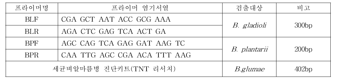 신규 세균벼알마름병 진단 primer