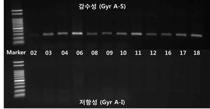 PCR 결과