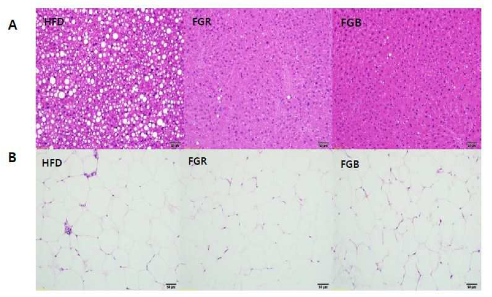 The H B. epididymal adipose tissue