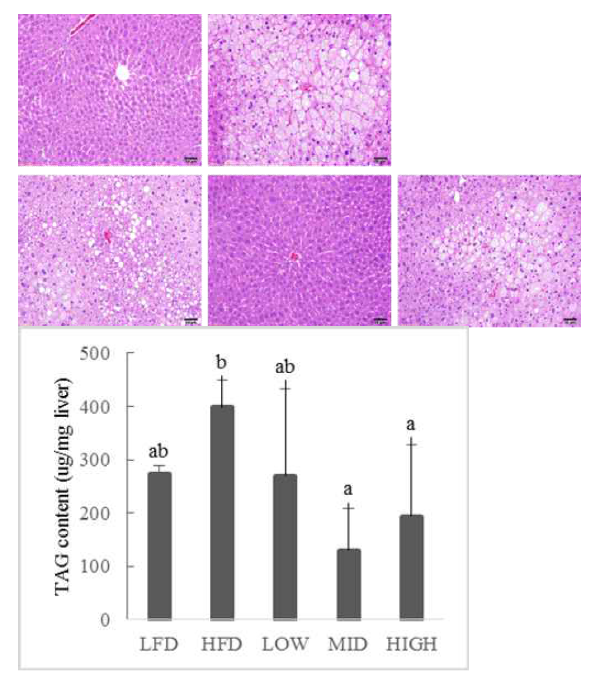 Effects of FG+PM on lipid contents in liver. (A) H&E staining of mice liver. (B) TAG content in the liver. abcdMeansinthesamerownotsharingacommonletteraresignificantlydifferentgroupsatp < 0.05