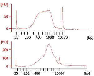 Successful Genomic DNA Library Size Distributions