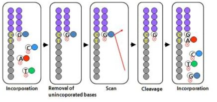 Miseq sequencing원리