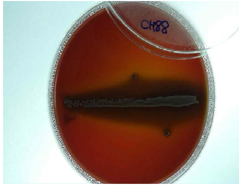 Lactobacillus paracasei CH88