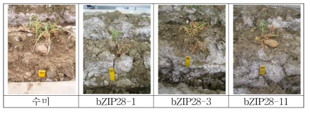 bZIP28 형질전환체 온실내 내염성 조사