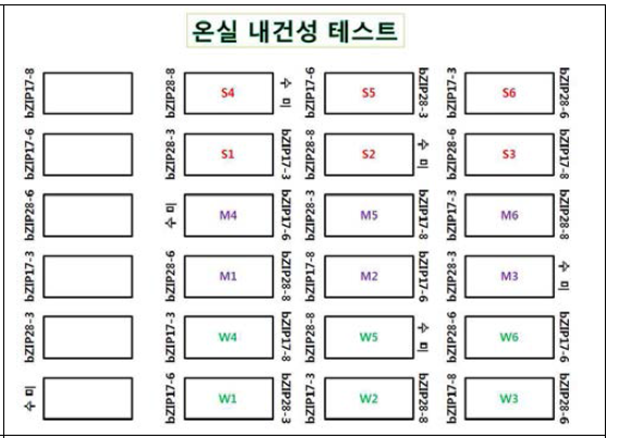 온실 내건성 분석용 형질전환 감자 배치