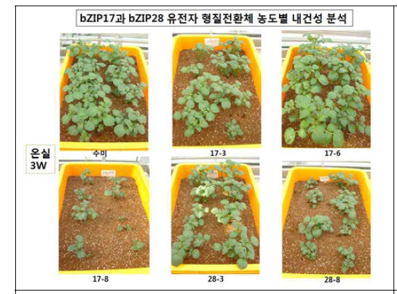 온실 형질전환 감자 내건성 분석