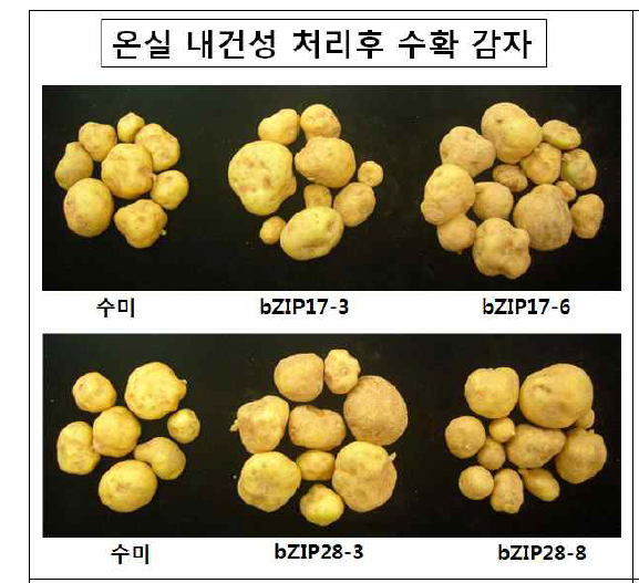 온실 내건성 형질전환 감자