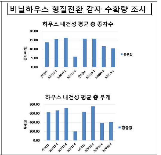 비닐하우스 내건성 형질전환 감자 수확량 분석