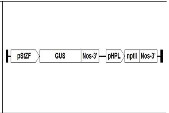 pStZF 유전자 프로모터의 애기장대 형질전환을 위하여 Binary 벡터 제작