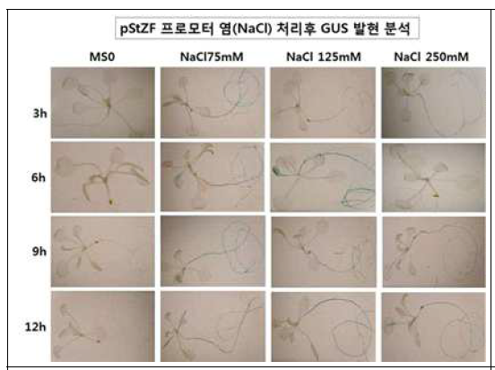 pZF 유전자 프로모터의 NaCl 처리 후 GUS 염색에 의한 발현 양상