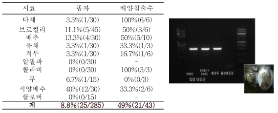 드럼재배에 이용되는 종자와 새싹배양 중 침출수에서 대장균 오염도