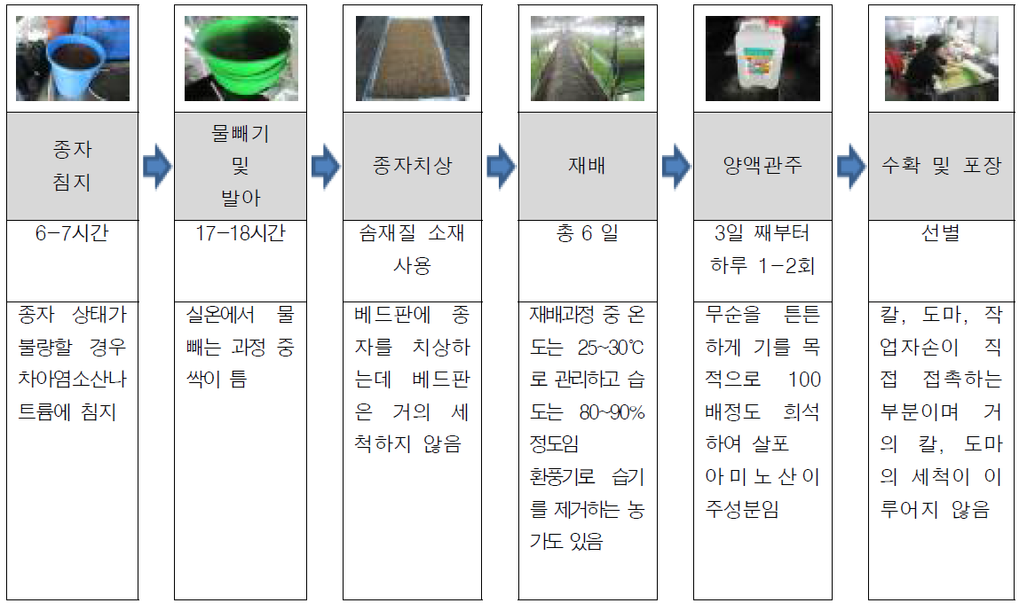 베드재배(무순)의 재배과정