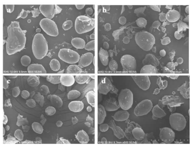 Scanning electron micrographs of potato flours obtained from different cultivars: (a) Atlantic, (b) Goun, (c) Sebong, (d) Jinsun (500x)