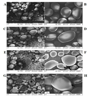 Field emission scanning electron microscope of native potato starch (A, B), 1% OSA potato starch (C, D), 3% OSA potato starch (E, F), 5% OSA potato starch (G, H). Micrographs of each starch sample were taken at 1000 and 3000 magnifications, respectively