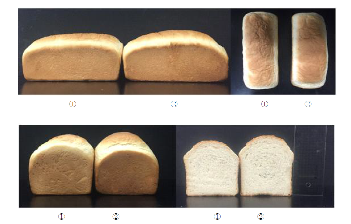 Overall appearances of bread added with native potato starch(①) and 0.004% POCl3 modified starch(②)