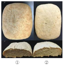 Overall appearances of ciabatta added with native potato starch(①) and 3% octenyl succinic anhydride (OSA) modified starch(②)