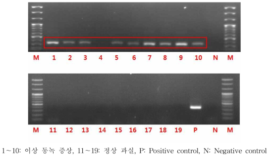 PCR을 이용한 ASSVd 진단(전기영동 사진)