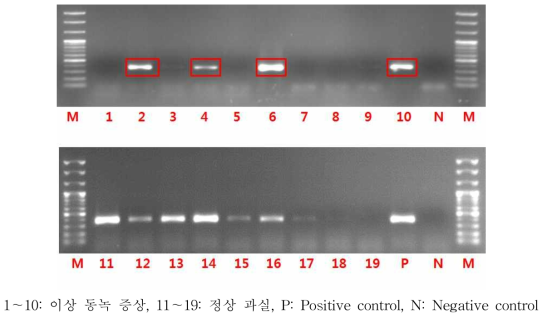 PCR을 이용한 ASPV 진단(전기영동 사진)