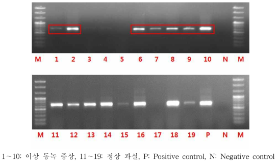 PCR을 이용한 ASGV 진단(전기영동 사진)