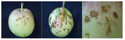‘감홍’ 사과에 발생하는 바이로이드 증상