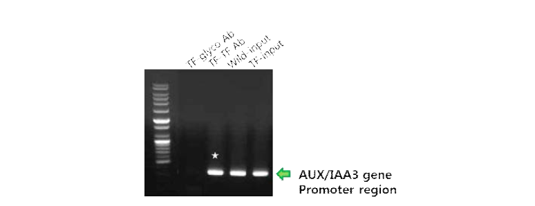 ChIP: CaTF5 binds to AUX/IAA3 promoter